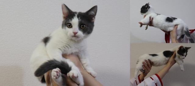 マンチカン短足