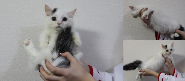 マンチカン短足