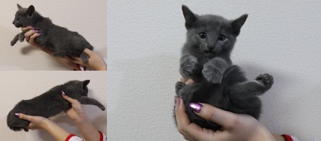 ロシアンブルー