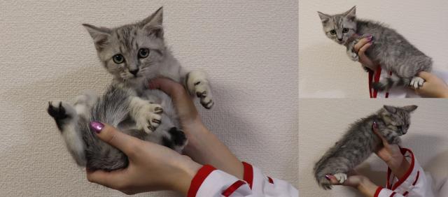 マンチカン足長