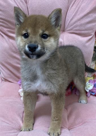 柴犬