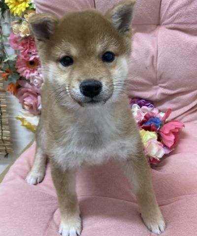 柴犬