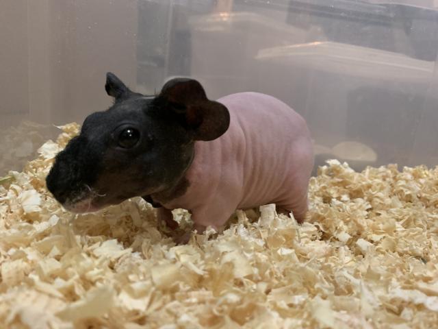 スキニーギニアピッグ