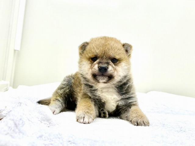 豆柴犬