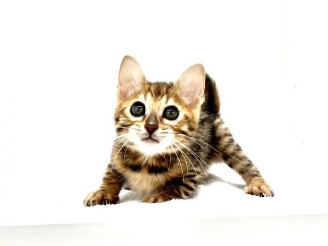 ベンガル