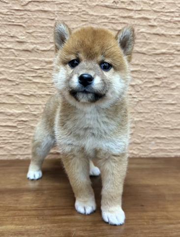 柴犬