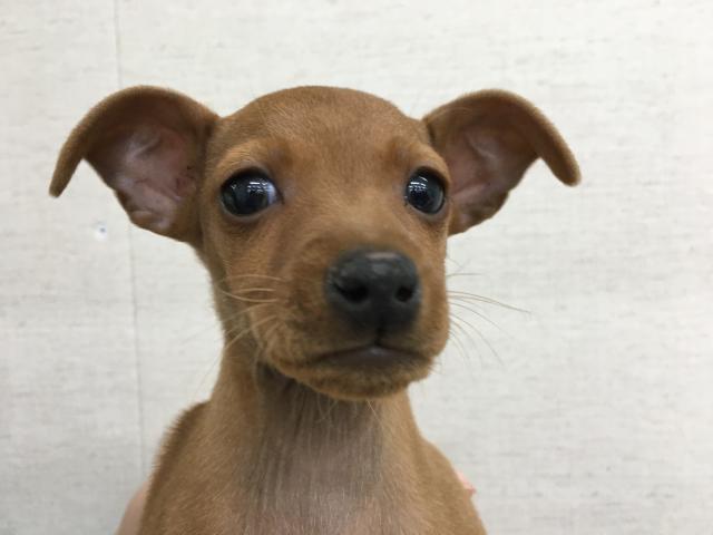 ミニチュアピンシャー