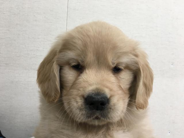 ゴールデンレトリーバー