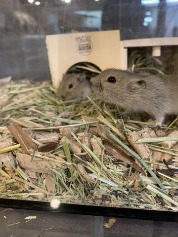 ギュンターハタネズミ