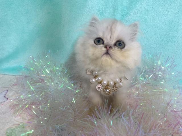 ペルシャ・ヒマラヤン