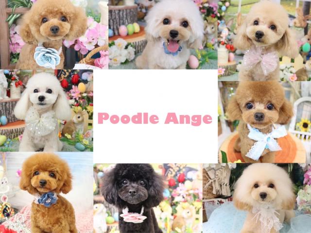 Poodle Ange　