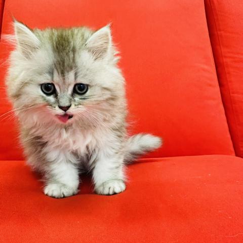 ペルシャ・ヒマラヤン