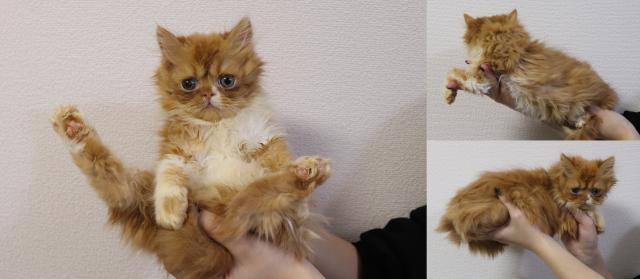 エキゾチックロングヘアー