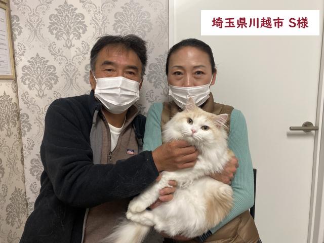 サイベリアン 💕猫アレルギー有る方にお勧め猫種💕