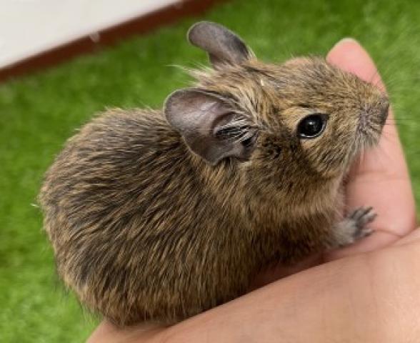 デグー