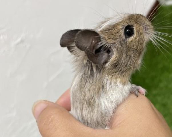 デグー