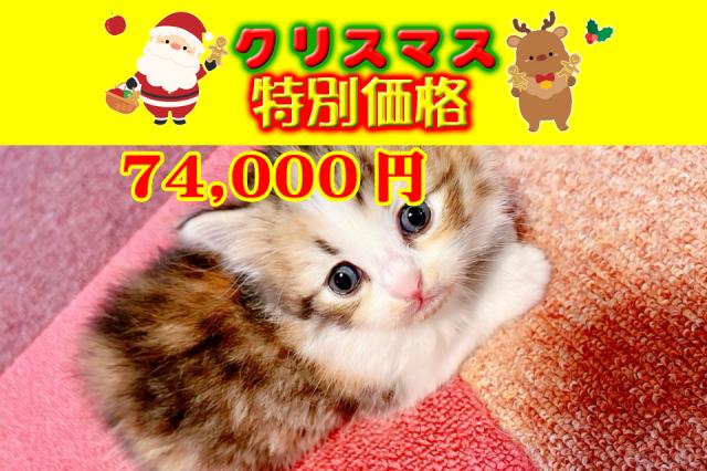 綺麗な色柄の三毛猫ちゃんです。