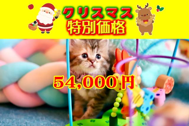 スコティッシュフォールド