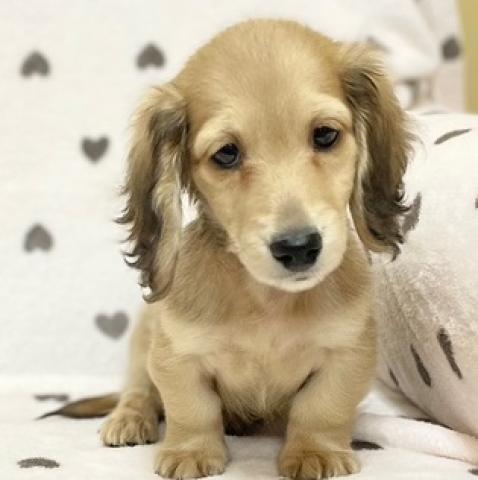 ミニチュアダックスフンド - 子犬や子猫たちのペット販売情報が
