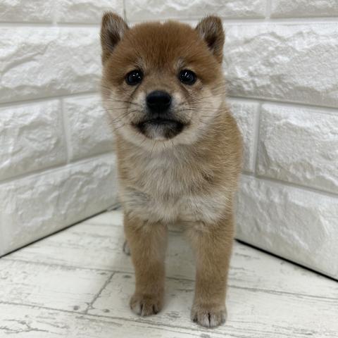 柴犬