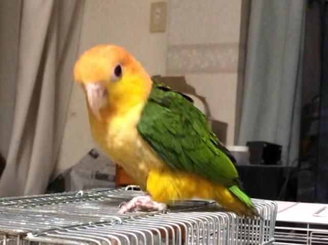 シロハラインコ①