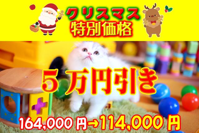 スコティッシュフォールド