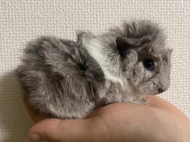 ロシアンorロシアンスモークモルモット