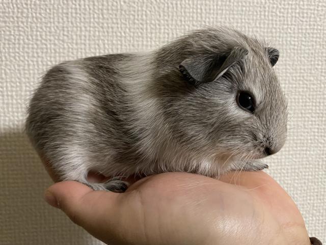 ロシアンorロシアンスモークモルモット