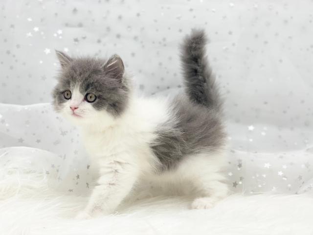 ブリティッシュショートヘア