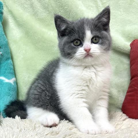 ブリティッシュショートヘア