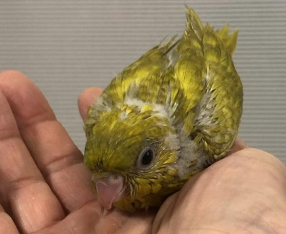 サザナミインコ　スパングル