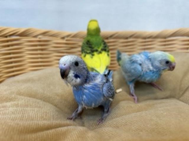セキセイインコ