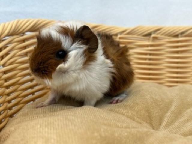 アビシニアンモルモット