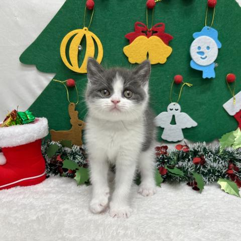 ブリティッシュショートヘア