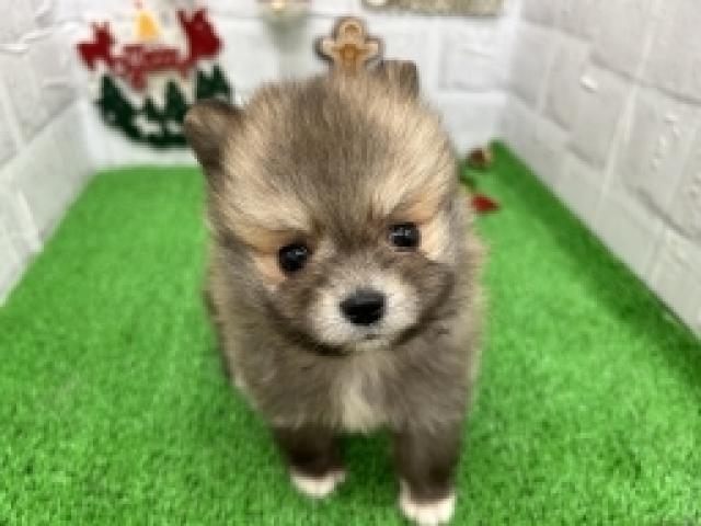 ポメラニアン