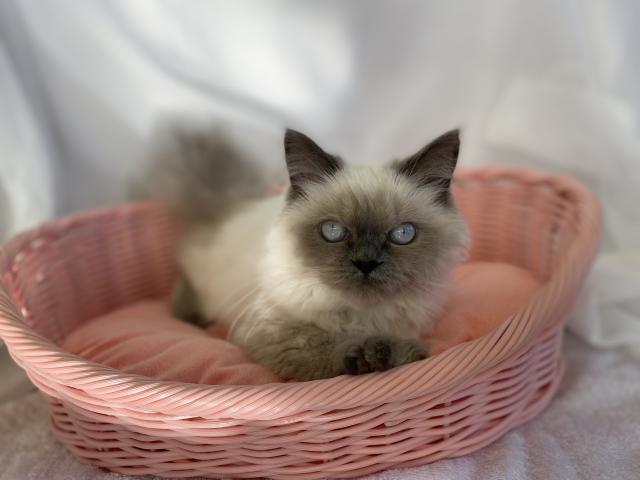 ペルシャ・ヒマラヤン