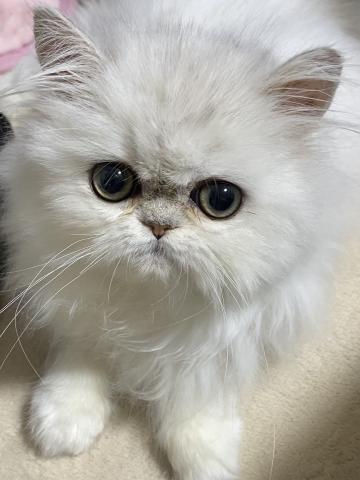 ペルシャ・ヒマラヤン