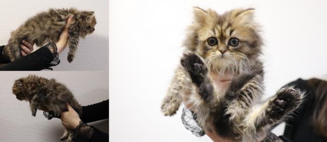 ペルシャ・ヒマラヤン