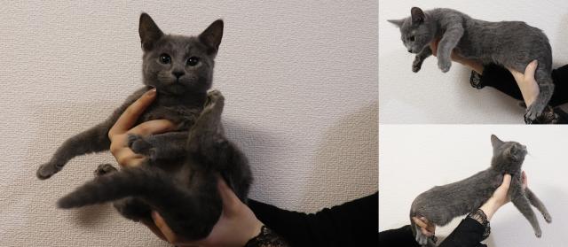 ロシアンブルー