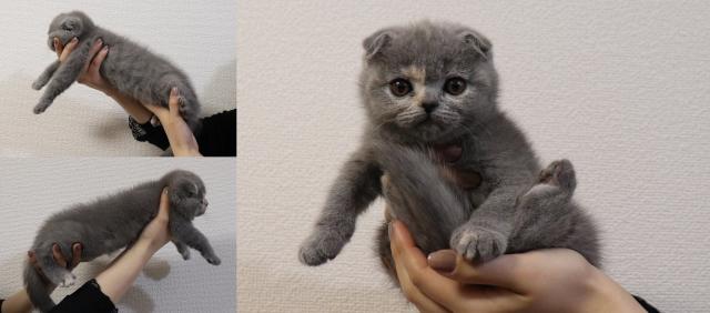 スコティッシュフォールド