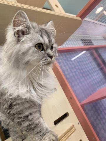 ミヌエット（旧ナポレオン）