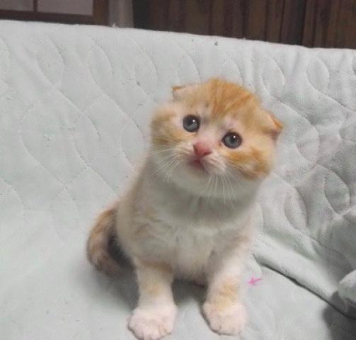 スコティッシュフォールド