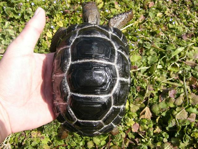 アルダブラゾウガメ　S-1