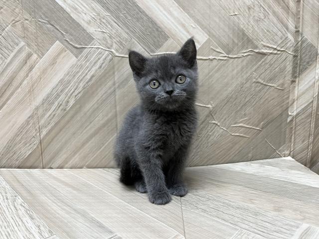 ブリティッシュショートヘア