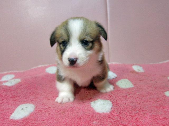 ウェルシュコーギーペンブローク