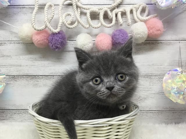 マンチカン