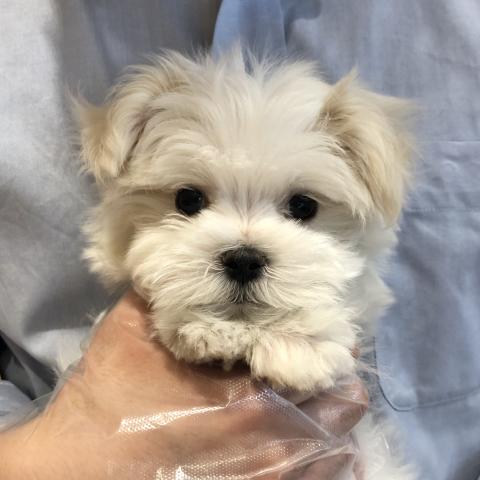 マルチーズ