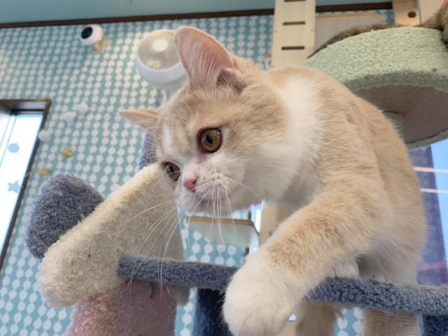 スコティッシュフォールド