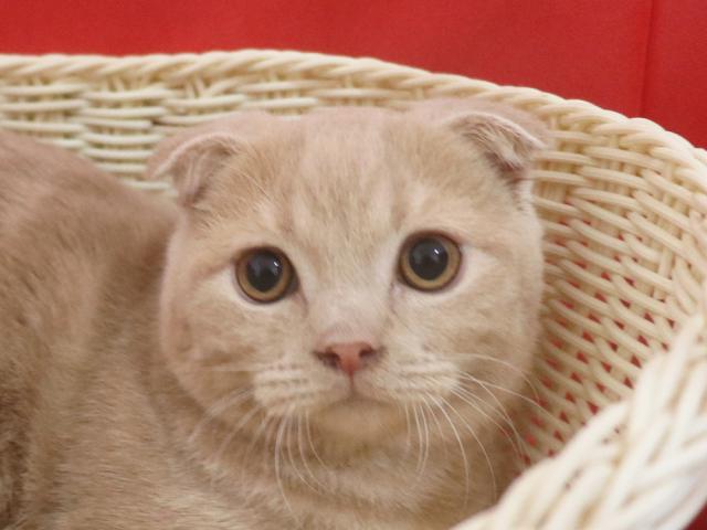 スコティッシュフォールド