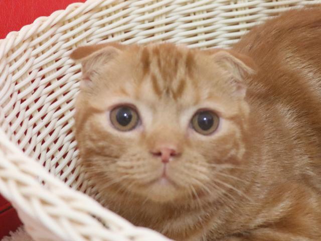 スコティッシュフォールド